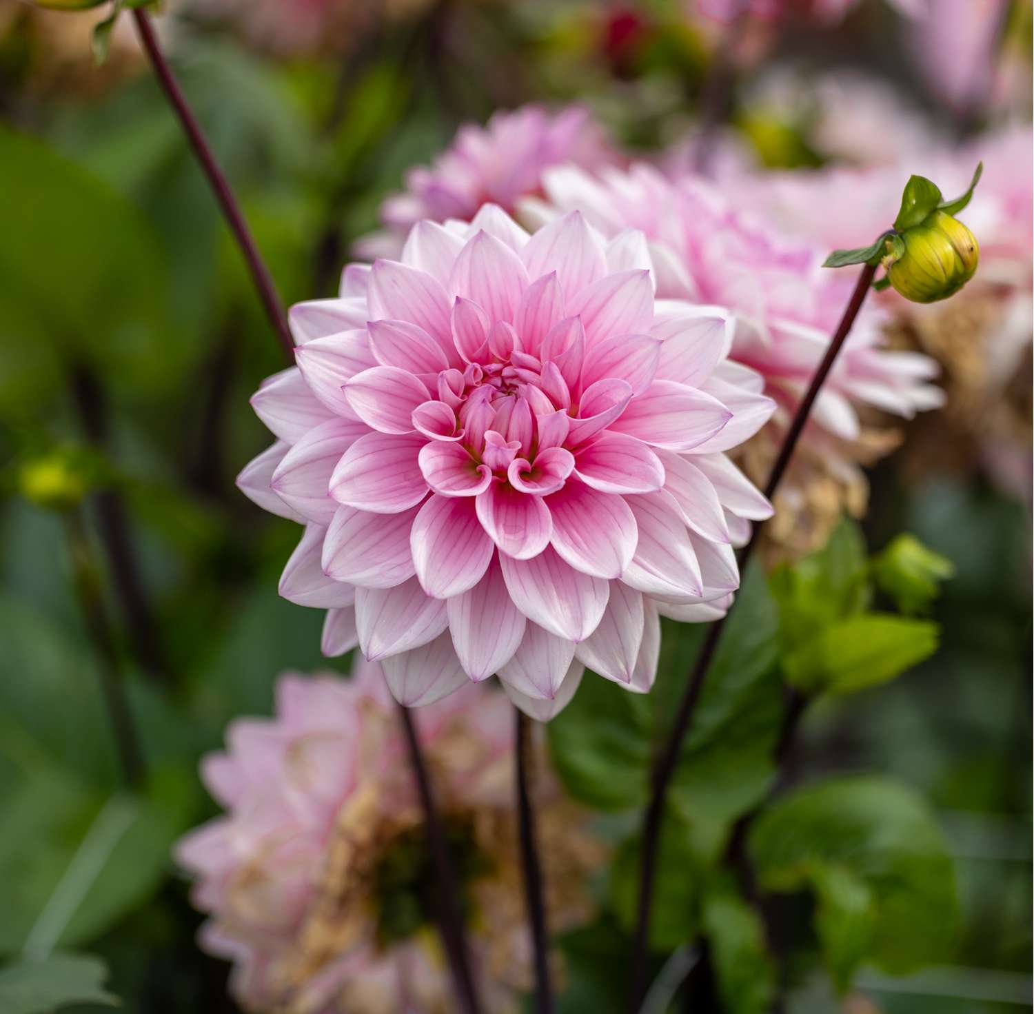 Dahlie 'Karma Prospero'